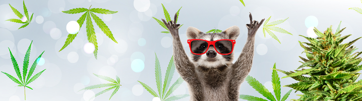 Discover the Best Options for Cannabis Seeds Alberta