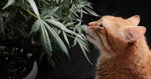 Discover the Best Options for Cannabis Seeds Alberta