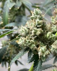 Discover the Best Options for Cannabis Seeds Alberta